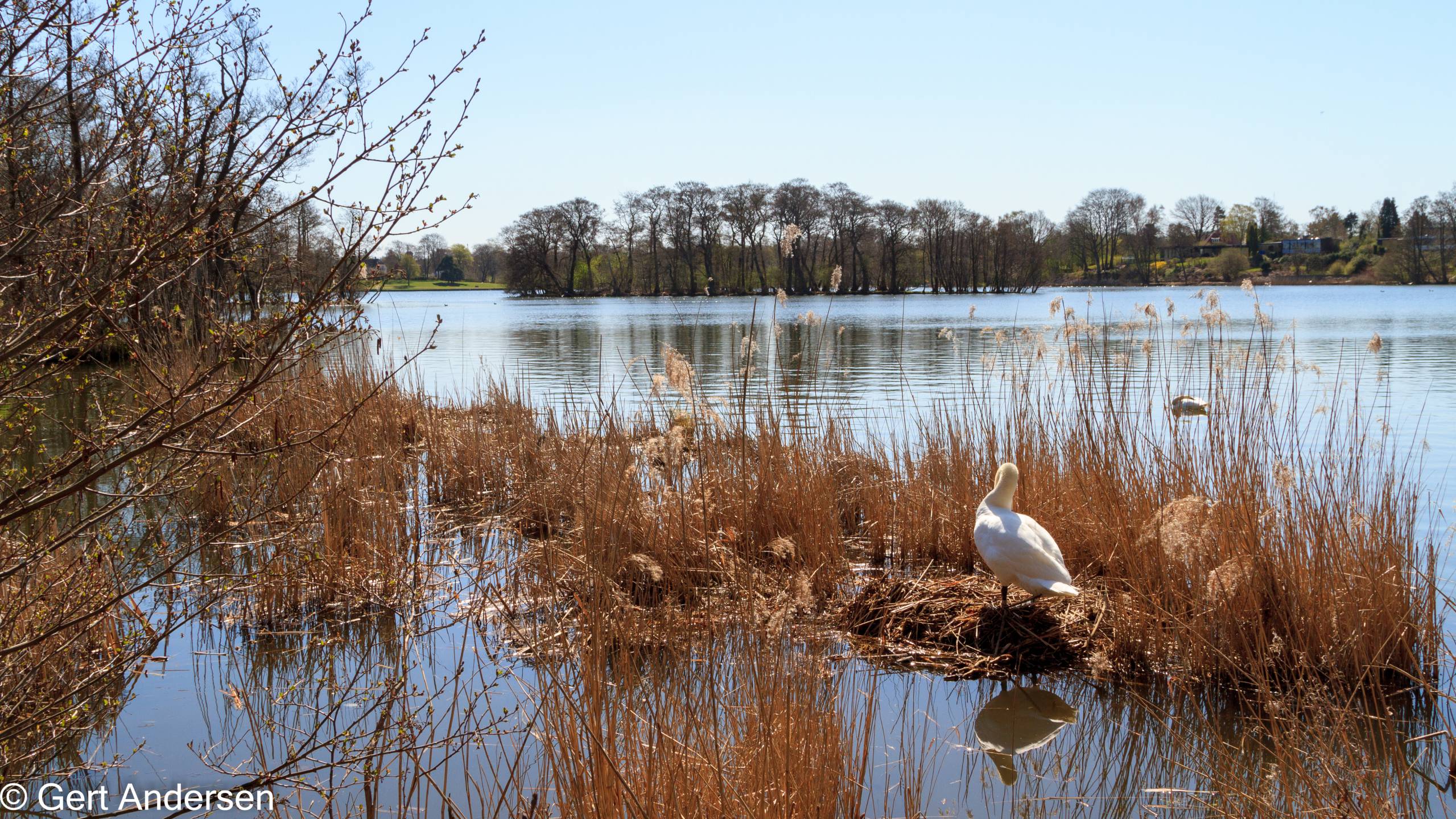 Lyngby Sø (18 of 37) compressed